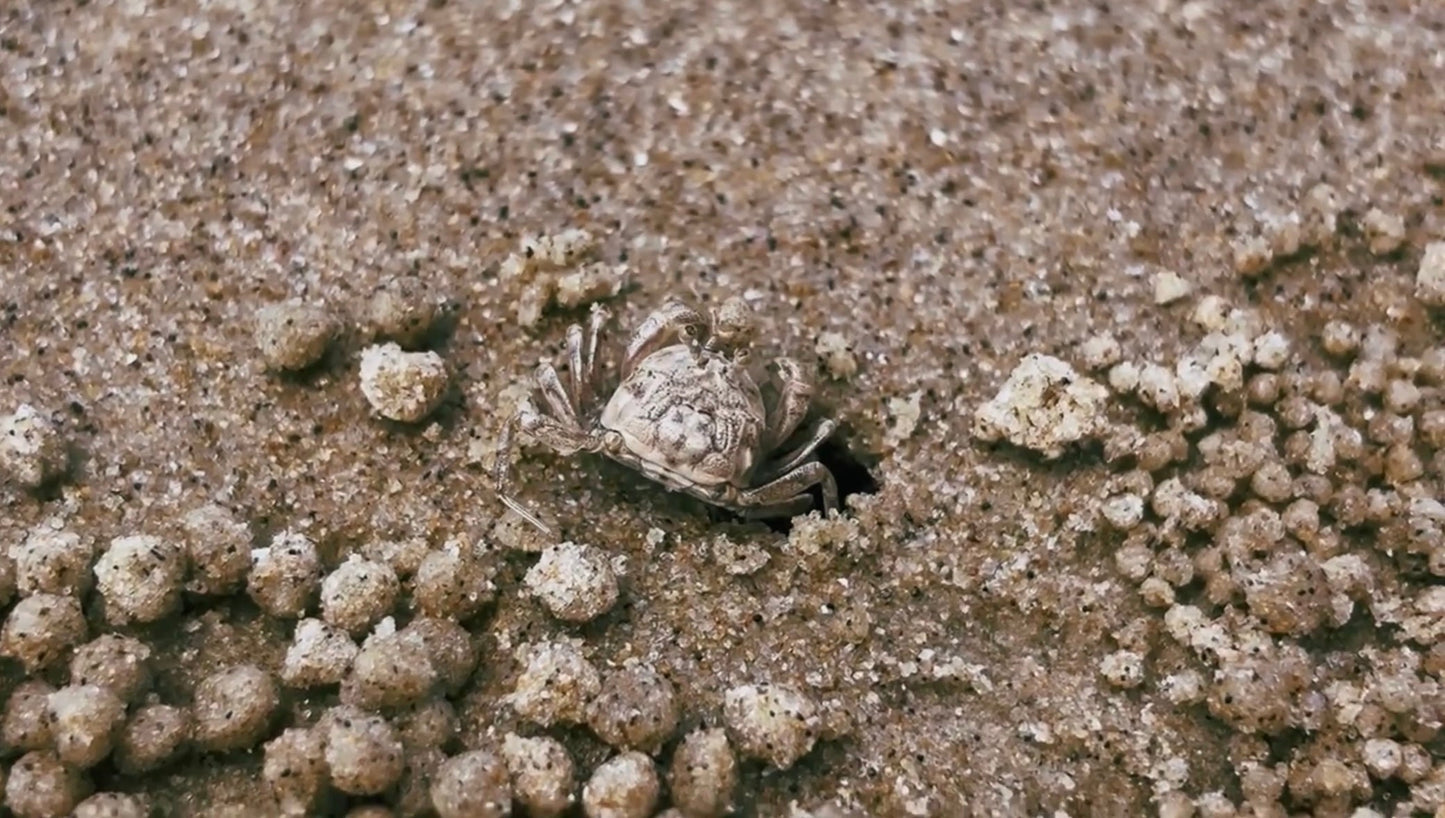 Sand-Crab Rolling Sand: Stock Video