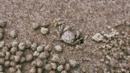 Sand-Crab Rolling Sand: Stock Video